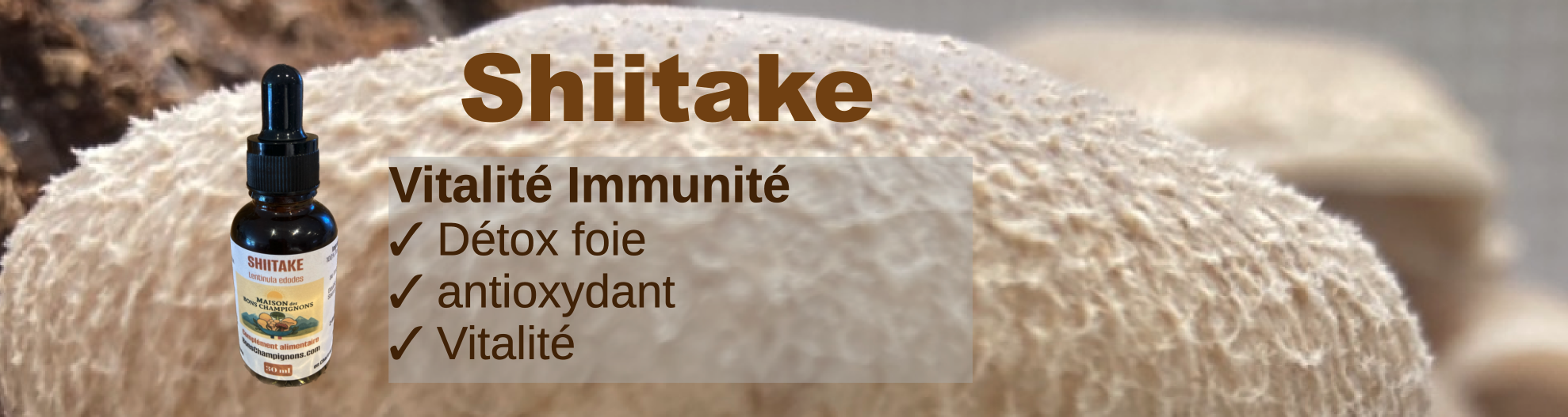 Shiitake Bons Champignons France Chartreuse Alpes Coublevie